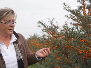 Ilona Schreiber ist Geschäftsführerin der Sanddorn Storchennest GmbH, mit rund 100 Hektar eine der größten Sanddornplantagen in Deutchland. Foto: Landwehr